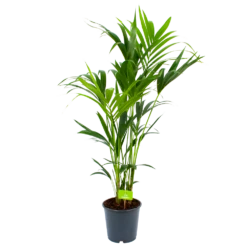 Kentiapalm - Howea Forsteriana - P24 H140 - Kamerplant 6 Kentiapalm - Howea Forsteriana - P24 H140 - Kamerplant -Tuinplantenwinkel kentiapalm howea forsteriana p24 h140 1 2