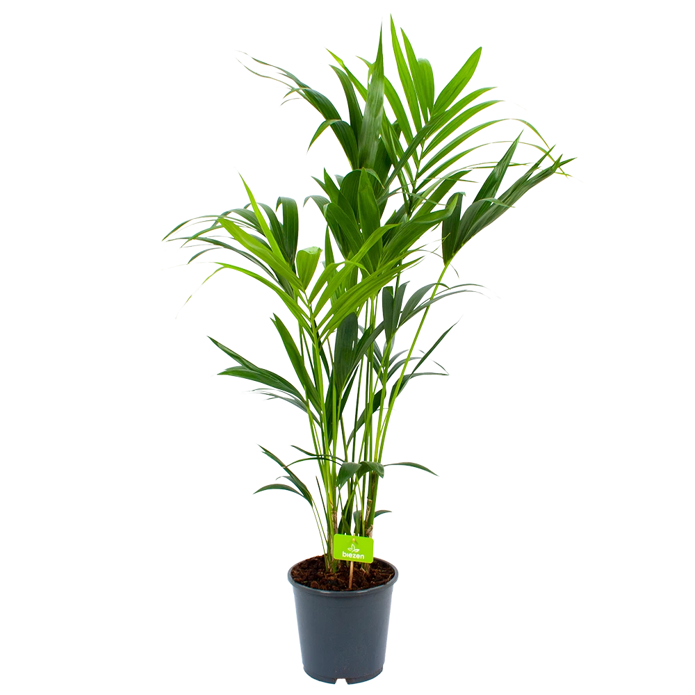 Kentiapalm - Howea Forsteriana - P24 H140 - Kamerplant 4 Kentiapalm - Howea Forsteriana - P24 H140 - Kamerplant - Afbeelding 2