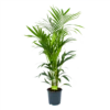Kentiapalm - Howea Forsteriana - P24 H150 - Kamerplant 1 Kentiapalm - Howea Forsteriana - P24 H150 - Kamerplant -Tuinplantenwinkel kentiapalm howea forsteriana p24 h150 1
