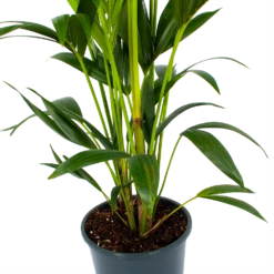 Kentiapalm - Howea Forsteriana - P24 H150 - Kamerplant -Tuinplantenwinkel kentiapalm howea forsteriana p24 h150 2