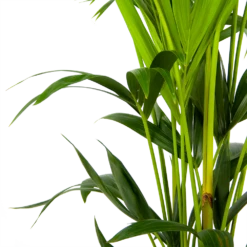 Kentiapalm - Howea Forsteriana - P24 H150 - Kamerplant -Tuinplantenwinkel kentiapalm howea forsteriana p24 h150 3