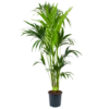Kentiapalm - Howea Forsteriana - P24 H170 - Kamerplant -Tuinplantenwinkel kentiapalm howea forsteriana p24cm h170cm 4