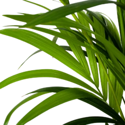 Kentiapalm - Howea Forsteriana - P24 H170 - Kamerplant 6 Kentiapalm - Howea Forsteriana - P24 H170 - Kamerplant -Tuinplantenwinkel kentiapalm howea forsteriana p24cm h170cm 5