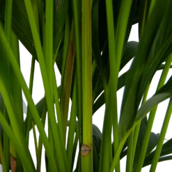 Kentiapalm - Howea Forsteriana - P27 H170 - Kamerplant -Tuinplantenwinkel kentiapalm howea forsteriana p27 h170 5