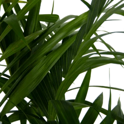 Kentiapalm - Howea Forsteriana - P27 H170 - Kamerplant -Tuinplantenwinkel kentiapalm howea forsteriana p27 h170 6