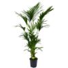 Kentiapalm - Howea Forsteriana - P27 H200 - Kamerplant -Tuinplantenwinkel kentiapalm howea forsteriana p27cm h200cm 4