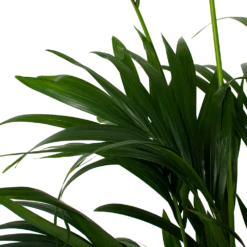 Kentiapalm - Howea Forsteriana - P27 H200 - Kamerplant -Tuinplantenwinkel kentiapalm howea forsteriana p27cm h200cm 5