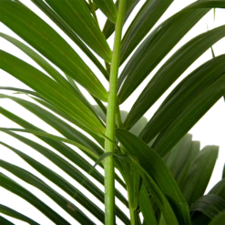 Kentiapalm - Howea Forsteriana - P30 H210 - Kamerplant 6 Kentiapalm - Howea Forsteriana - P30 H210 - Kamerplant -Tuinplantenwinkel kentiapalm howea forsteriana p30 h210 6