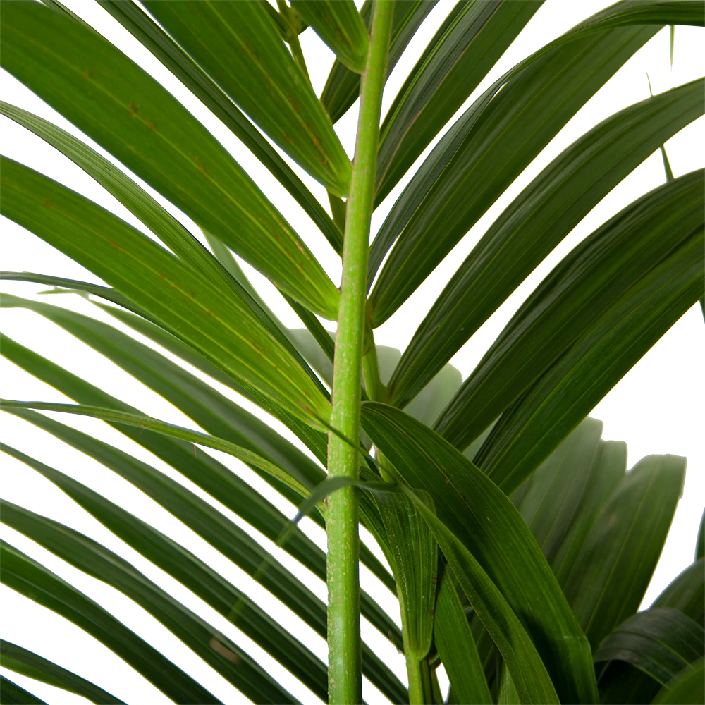 Kentiapalm - Howea Forsteriana - P30 H210 - Kamerplant 4 Kentiapalm - Howea Forsteriana - P30 H210 - Kamerplant - Afbeelding 2