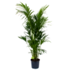 Kentiapalm - Howea Forsteriana - P32 H200 - Kamerplant -Tuinplantenwinkel kentiapalm howea forsteriana p32 h200 1 1