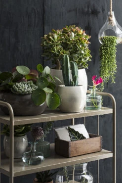 Bloempot Lester - D33 X H31cm - Lichtgrijs -Tuinplantenwinkel lester pot rond lgrijs h31xd33cm bloempot 6 12