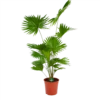 Livistona Rotundifolia - Chinese Schermpalm - P24 H100 - Kamerplant -Tuinplantenwinkel livistona rotundifolia chinese schermpalm p24 h100 kamerplant 1