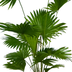Livistona Rotundifolia - Chinese Schermpalm - P24 H100 - Kamerplant 7 Livistona Rotundifolia - Chinese Schermpalm - P24 H100 - Kamerplant -Tuinplantenwinkel livistona rotundifolia chinese schermpalm p24 h100 kamerplant 2
