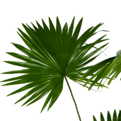 Livistona Rotundifolia - Chinese Schermpalm - P24 H100 - Kamerplant 8 Livistona Rotundifolia - Chinese Schermpalm - P24 H100 - Kamerplant -Tuinplantenwinkel livistona rotundifolia chinese schermpalm p24 h100 kamerplant 3