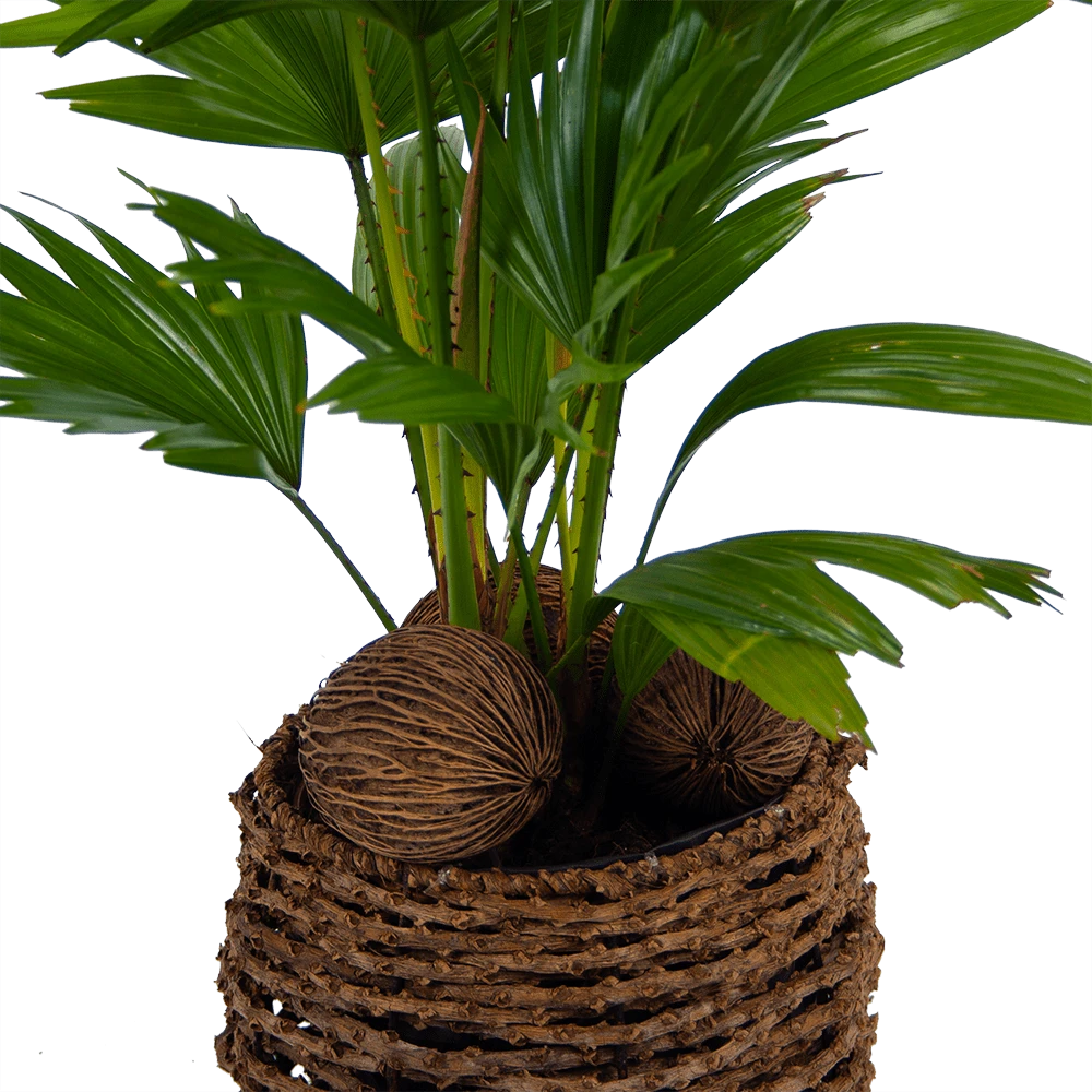 Livistona Rotundifolia In Gevlochten Caryota Pot - Chinese Schermpalm - P19 H50 - Kamerplant 4 Livistona Rotundifolia In Gevlochten Caryota Pot - Chinese Schermpalm - P19 H50 - Kamerplant - Afbeelding 2