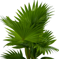 Livistona Rotundifolia In Gevlochten Caryota Pot - Chinese Schermpalm - P19 H50 - Kamerplant 8 Livistona Rotundifolia In Gevlochten Caryota Pot - Chinese Schermpalm - P19 H50 - Kamerplant -Tuinplantenwinkel livistona rotundifolia in pot chinese schermpalm p19 h50 kamerplant 3