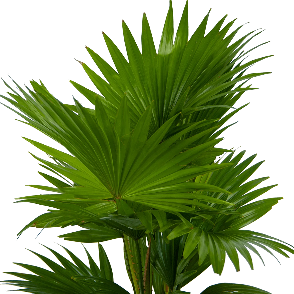 Livistona Rotundifolia In Gevlochten Caryota Pot - Chinese Schermpalm - P19 H50 - Kamerplant 5 Livistona Rotundifolia In Gevlochten Caryota Pot - Chinese Schermpalm - P19 H50 - Kamerplant - Afbeelding 3