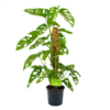 Monstera Adansonii Op Mosstok - Monkey Mask/Leaf- P16 H65 - Kamerplant -Tuinplantenwinkel monstera adansonii monkey mask rimpelgatenplant p16 h65 4