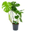 Monstera Deliciosa - Gatenplant - P24 H100 - Kamerplant -Tuinplantenwinkel monstera deliciosa gatenplant p24 h100 kamerplant 1