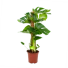 Monstera Deliciosa Op Mosstok - Gatenplant - P19 H80 - Kamerplant 1 Monstera Deliciosa Op Mosstok - Gatenplant - P19 H80 - Kamerplant -Tuinplantenwinkel monstera deliciosa op mosstok gatenplant p19 h80 1
