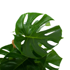 Monstera Deliciosa Op Mosstok - Gatenplant - P19 H80 - Kamerplant 8 Monstera Deliciosa Op Mosstok - Gatenplant - P19 H80 - Kamerplant -Tuinplantenwinkel monstera deliciosa op mosstok gatenplant p19 h80 4