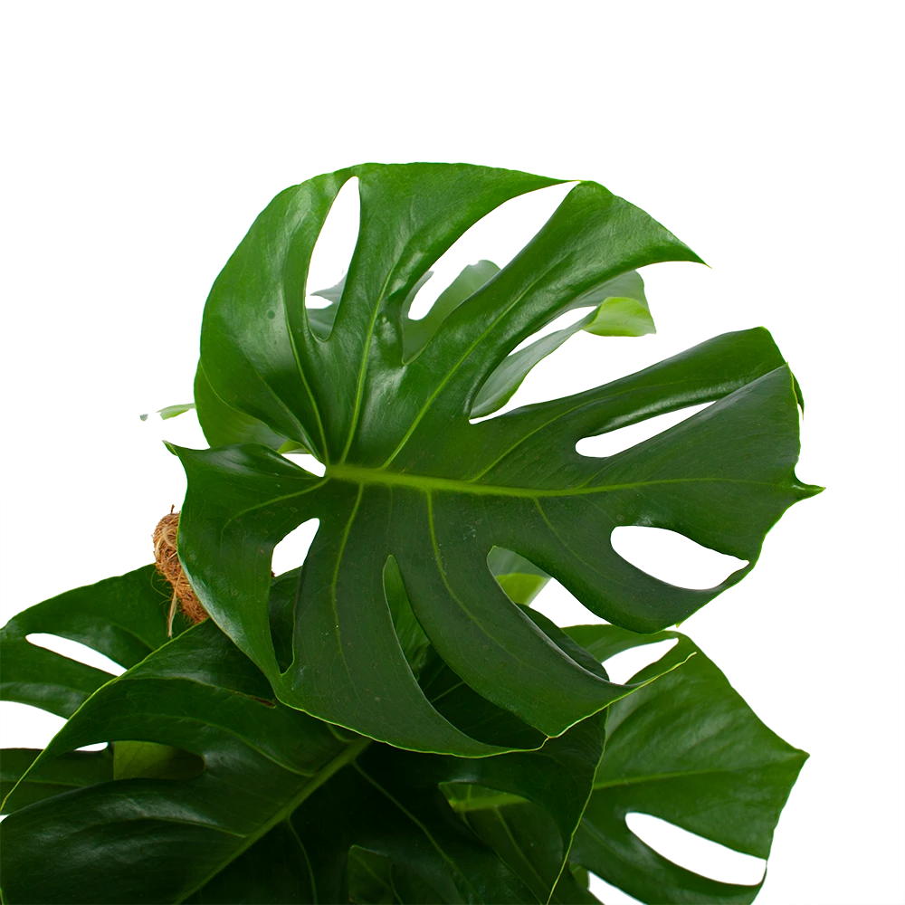Monstera Deliciosa Op Mosstok - Gatenplant - P19 H80 - Kamerplant 4 Monstera Deliciosa Op Mosstok - Gatenplant - P19 H80 - Kamerplant - Afbeelding 2