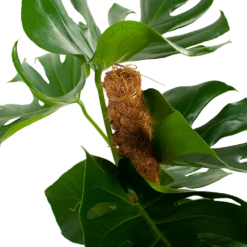 Monstera Deliciosa Op Mosstok - Gatenplant - P19 H80 - Kamerplant 9 Monstera Deliciosa Op Mosstok - Gatenplant - P19 H80 - Kamerplant -Tuinplantenwinkel monstera deliciosa op mosstok gatenplant p19 h80 5