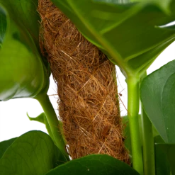 Monstera Deliciosa Op Mosstok - Gatenplant - P19 H80 - Kamerplant 10 Monstera Deliciosa Op Mosstok - Gatenplant - P19 H80 - Kamerplant -Tuinplantenwinkel monstera deliciosa op mosstok gatenplant p19 h80 6