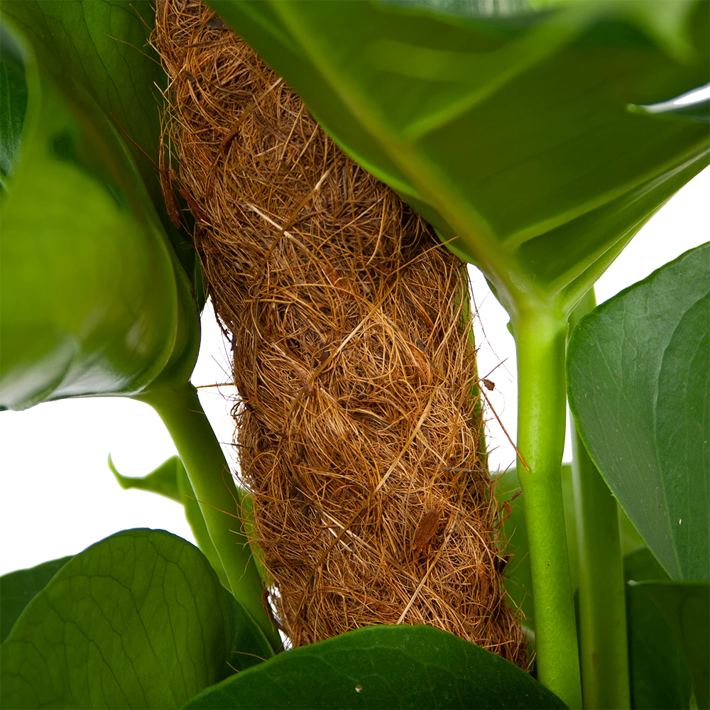 Monstera Deliciosa Op Mosstok - Gatenplant - P19 H80 - Kamerplant 6 Monstera Deliciosa Op Mosstok - Gatenplant - P19 H80 - Kamerplant - Afbeelding 4