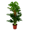 Monstera Deliciosa Op Mosstok - Gatenplant - P24 H120 - Kamerplant 1 Monstera Deliciosa Op Mosstok - Gatenplant - P24 H120 - Kamerplant -Tuinplantenwinkel monstera deliciosa op mosstok gatenplant p24 h120 1 1
