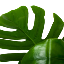 Monstera Deliciosa Op Mosstok - Gatenplant - P24 H120 - Kamerplant -Tuinplantenwinkel monstera deliciosa op mosstok gatenplant p24 h120 6