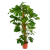 Monstera Deliciosa Op Mosstok - Gatenplant - P24 H150 - Kamerplant -Tuinplantenwinkel monstera deliciosa op mosstok gatenplant p24 h150 1