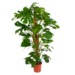 Monstera Deliciosa Op Mosstok - Gatenplant - P24 H150 - Kamerplant -Tuinplantenwinkel monstera deliciosa op mosstok gatenplant p24 h150 4