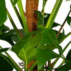 Monstera Deliciosa Op Mosstok - Gatenplant - P24 H150 - Kamerplant -Tuinplantenwinkel monstera deliciosa op mosstok gatenplant p24 h150 6