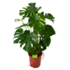 Monstera Deliciosa Op Mosstok - Gatenplant - P27 H120 - Kamerplant -Tuinplantenwinkel monstera deliciosa op mosstok gatenplant p27 h120 1 3