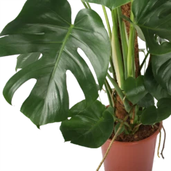 Monstera Deliciosa Op Mosstok - Gatenplant - P27 H120 - Kamerplant -Tuinplantenwinkel monstera deliciosa op mosstok gatenplant p27 h120 5 3