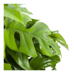 Monstera Minima - Gatenplant - In Hangpot - P27 H30 - Kamerplant -Tuinplantenwinkel monstera minima gatenplant in hangpot p27 h30 6