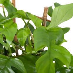 Monstera Minima Met Rekje Gatenplant P17 H65 - Kamerplant -Tuinplantenwinkel monstera minima rekje gatenplant p17 h65 5