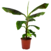 Musa Dwarf Cavendish - Bananenplant - P21 H90 - Kamerplant 2 Musa Dwarf Cavendish - Bananenplant - P21 H90 - Kamerplant -Tuinplantenwinkel musa dwarf cavendish bananenplant p21 h90 4