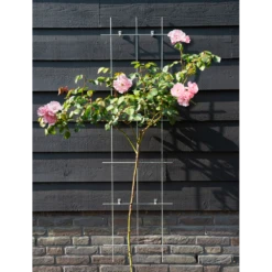 Nature - Metalen Klimrek Geplastificeerd Grijs H145x42,5cm 7 Nature - Metalen Klimrek Geplastificeerd Grijs H145x42,5cm -Tuinplantenwinkel nature metalen klimrek geplastificeerd grijs h145x42 5cm 2 2