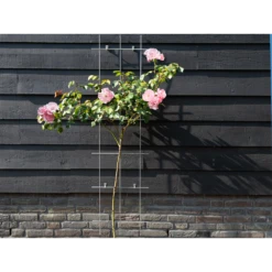 Nature - Metalen Klimrek Geplastificeerd Grijs H145x42,5cm 8 Nature - Metalen Klimrek Geplastificeerd Grijs H145x42,5cm -Tuinplantenwinkel nature metalen klimrek geplastificeerd grijs h145x42 5cm 3 2