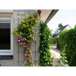 Nature - Metalen Klimrek Geplastificeerd Grijs H145x57cm 8 Nature - Metalen Klimrek Geplastificeerd Grijs H145x57cm -Tuinplantenwinkel nature metalen klimrek geplastificeerd grijs h145x57cm 3 2