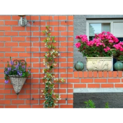 Nature - Metalen Klimrek Geplastificeerd Grijs H145x72,5cm -Tuinplantenwinkel nature metalen klimrek geplastificeerd grijs h145x72 5cm 3 2