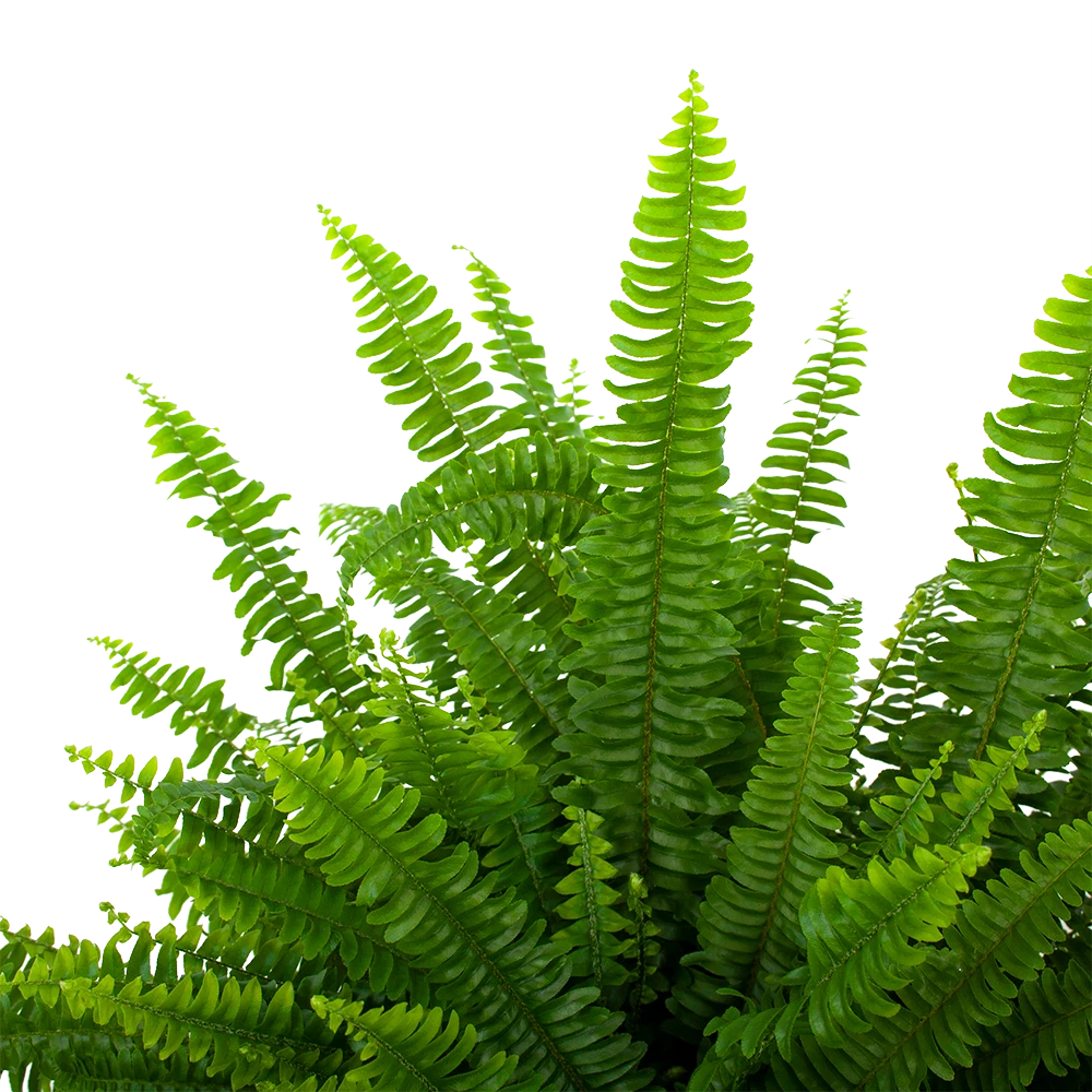 Nephrolepis Exalata Green Lady - Krulvaren - P19 H60 - Kamerplant 4 Nephrolepis Exalata Green Lady - Krulvaren - P19 H60 - Kamerplant - Afbeelding 2