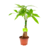 Pachira Aquatica - Geldboom - P12 H45 - Kamerplant -Tuinplantenwinkel pachira aquatica geldboom p12 h45 1