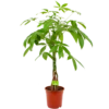 Pachira Aquatica - Geldboom - P19 H80 - Kamerplant -Tuinplantenwinkel pachira aquatica geldboom p19 h80 4