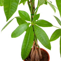 Pachira Aquatica - Geldboom - P19 H80 - Kamerplant 6 Pachira Aquatica - Geldboom - P19 H80 - Kamerplant -Tuinplantenwinkel pachira aquatica geldboom p19 h80 5