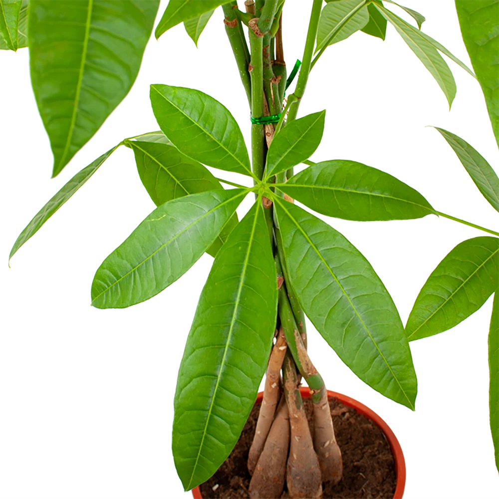Pachira Aquatica - Geldboom - P19 H80 - Kamerplant 4 Pachira Aquatica - Geldboom - P19 H80 - Kamerplant - Afbeelding 2