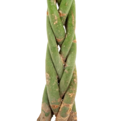 Pachira Aquatica - Geldboom - P23 H110 - Kamerplant 6 Pachira Aquatica - Geldboom - P23 H110 - Kamerplant -Tuinplantenwinkel pachira aquatica geldboom p23 h110 5 1