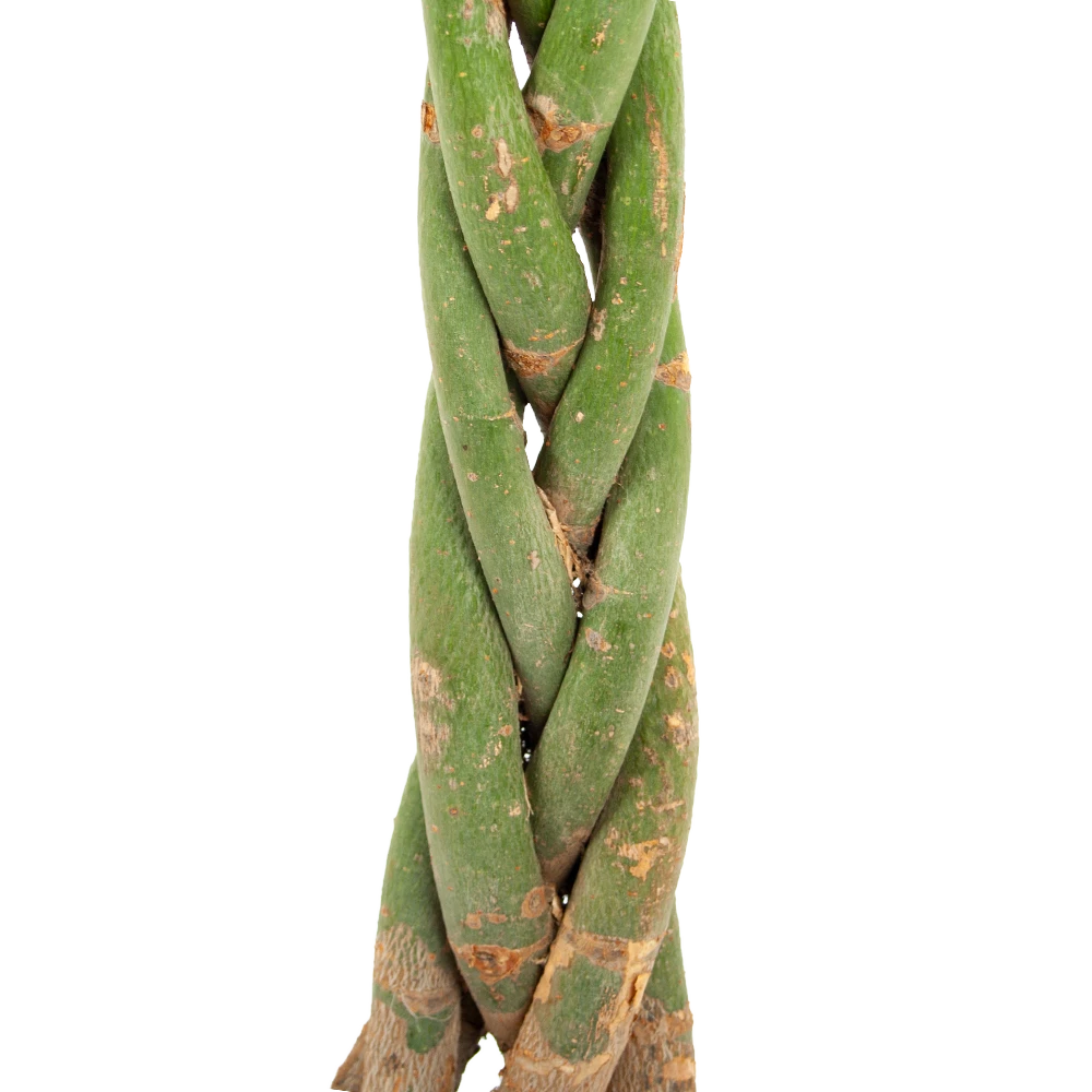 Pachira Aquatica - Geldboom - P23 H110 - Kamerplant 4 Pachira Aquatica - Geldboom - P23 H110 - Kamerplant - Afbeelding 2